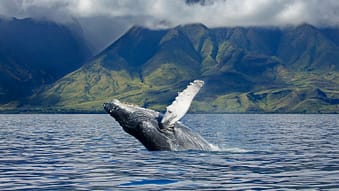 humpback whale breaching Hawaii